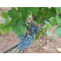 Chidera Cannonau Cassa 6 Bottiglie - Normalmente Venduto a € 87 Chidera Cannonau Cassa 6 Bottiglie - Normalmente Venduto a € 87