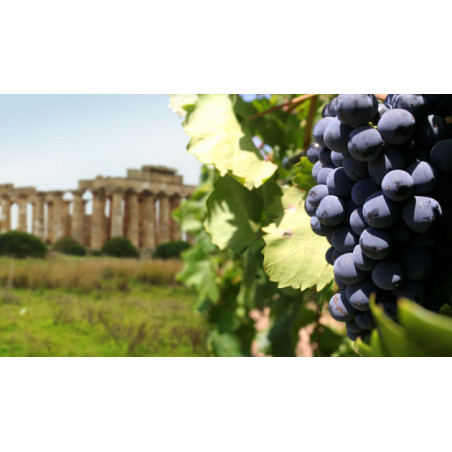 Nero D'Avola S. Kalinin Cassa 6 Bottiglie - Normalmente Venduto a € 87,00
