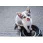 Almo Nature Daily Cat Mousse Trota 24x85g - Normalmente Venduto a € 33 Almo Nature Daily Cat Mousse Trota 24x85g - Normalmente Venduto a € 33